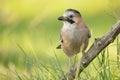 Close-up portrait of beautiful Eurasian Jay, Garrulus glandarius Royalty Free Stock Photo