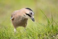 Close-up portrait of beautiful Eurasian Jay, Garrulus glandarius Royalty Free Stock Photo