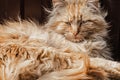 Close-up portrait of a fluffy sleepy red cat