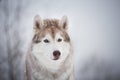 Close-up portrait of beautiful and free dog breed siberian husky sitting in the fairy winter forest on snowy background Royalty Free Stock Photo