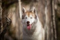 Close-up Portrait of beautiful dog breed Siberian Husky sitting in the late autumn forest on birch trees background Royalty Free Stock Photo