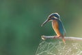 Kingfisher or Alcedo atthis perches on branch with spiderweb attached to it