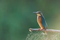 Kingfisher or Alcedo atthis perches on branch with spiderweb attached to it