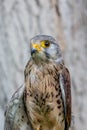 Close-up of Lesser Kestrel or Falco Naumanni Royalty Free Stock Photo