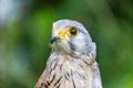 Close-up of Lesser Kestrel or Falco Naumanni Royalty Free Stock Photo