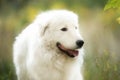 Close-up Portrait of Beautiful maremmano abruzzese dog sitting in the autumn forest. Big happy white sheepdog in fall