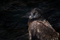 Close-up portrait of beautiful mountain bird, Europe, sitting on the nest in stone rock. Bearded Vulture, Gypaetus barbatus, Royalty Free Stock Photo