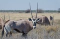 Close-up portrait of beautiful oryx or gemsbok antelope standing in high grass, Etosha National Park, Namibia, Africa Royalty Free Stock Photo