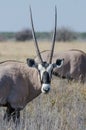 Close-up portrait of beautiful oryx or gemsbok antelope standing in high grass, Etosha National Park, Namibia, Africa Royalty Free Stock Photo