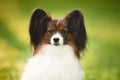 Portrait of beautiful papillon dog sitting in the green grass in summer at sunrise