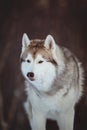 Beautiful and free Siberian Husky dog sitting is on the snow in winter forest at sunset on mountain background Royalty Free Stock Photo