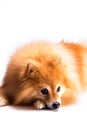 Close up portrait of beautiful and sad golden Pomeranian puppy dog with a fluffy mane sitting down, isolatedon white background. Royalty Free Stock Photo