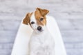 Close up portrait of a beautiful small dog sitting on a white chair over grey wood background. He is looking at the camera. Cute Royalty Free Stock Photo