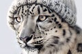 Close up portrait of a beautiful snow leopard in a knitted hat with a pompom on light gray background