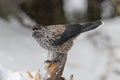 Close-up portrait of beautiful Spotted Nutcracker Nucifraga caryocatactes