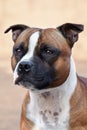 Close up portrait of beautiful staffordshire bull terrier breed dog.