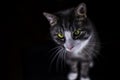 Close up portrait of a beautiful striped cat with playful green eyes isolated on black background. Funny cat face.