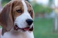 Close Up Portrait Of Beautiful Tricolor Puppy Of English Beagle Playing In Snow At Winter Day. Beagle Is A Breed Of Small Hound.