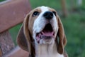 Close Up Portrait Of Beautiful Tricolor Puppy Of English Beagle Playing In Snow At Winter Day. Beagle Is A Breed Of Small Hound.