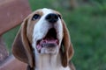 Close Up Portrait Of Beautiful Tricolor Puppy Of English Beagle Playing In Snow At Winter Day. Beagle Is A Breed Of Small Hound.