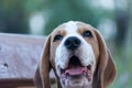 Close Up Portrait Of Beautiful Tricolor Puppy Of English Beagle Playing In Snow At Winter Day. Beagle Is A Breed Of Small Hound.