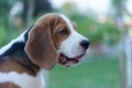 Close Up Portrait Of Beautiful Tricolor Puppy Of English Beagle Playing In Snow At Winter Day. Beagle Is A Breed Of Small Hound.