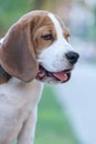 Close Up Portrait Of Beautiful Tricolor Puppy Of English Beagle Playing In Snow At Winter Day. Beagle Is A Breed Of Small Hound.