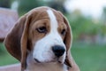 Close Up Portrait Of Beautiful Tricolor Puppy Of English Beagle Playing In Snow At Winter Day. Beagle Is A Breed Of Small Hound.