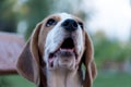 Close Up Portrait Of Beautiful Tricolor Puppy Of English Beagle Playing In Snow At Winter Day. Beagle Is A Breed Of Small Hound.