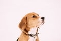 Close Up Portrait Of Beautiful Tricolor Puppy Of English Beagle On Snow Backround