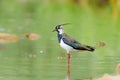 Close-up portrait of Northern Lapwing