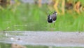 Northern Lapwing wading in the lake.