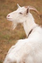 Close-up portrait of a beautiful white goat with a wistful gaze in nature Royalty Free Stock Photo