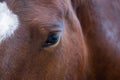 Close up portrait of beautiful wild brown horse eye. Animals details, farm pets concept