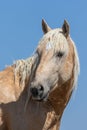 Close Up Portrait of a Beautiful Wild Horse Royalty Free Stock Photo