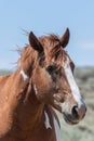 Portrait of a Majestic Wild Horse Royalty Free Stock Photo