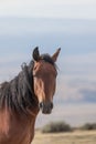 Wild Horse Head On Portrait Royalty Free Stock Photo