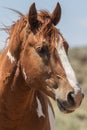 Wild Horse Portrait Royalty Free Stock Photo