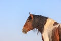 Beautiful Wild Horse Side Portrait Royalty Free Stock Photo