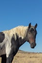 Beautiful Wild Horse Portrait Royalty Free Stock Photo