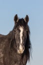 Majestic Wild Horse Portrait Royalty Free Stock Photo