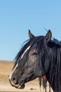 Majestic Wild Horse Side Portrait Royalty Free Stock Photo