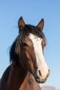 Beautiful Wild Horse Portrait Royalty Free Stock Photo