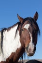 Majestic Wild Horse Portrait Royalty Free Stock Photo
