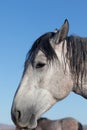 Wild Horse Side Portrait in Utah Royalty Free Stock Photo