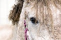 Close up portrait of beautiful wild white horse eye. Animals details, farm pets concept