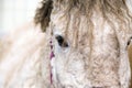 Close up portrait of beautiful wild white horse eye. Animals details, farm pets concept Royalty Free Stock Photo