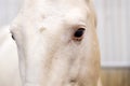 Close up portrait of beautiful wild white horse eye. Animals details, farm pets concept