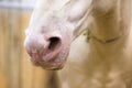 Close up portrait of beautiful wild white horse nose. Animals details, farm pets concept