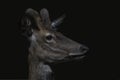 Close-up portrait of a beautiful young male  Red deer Cervus elaphus.  Isolated on a black background.  Side view Royalty Free Stock Photo